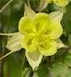 New Flower Seed Varieties