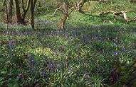 Wildflower mixtures for meadows,hedgerows,shade,woodland,clay soils,pods,garden ponds,wetlands,herbs,grasses,garden, meadows field and landscaping,wildflower seeds,wildflower mixtures,wild flowers,garden herbs, bulk herbs,front lawns, rear lawns play areas, ornamental lawns, show lawns